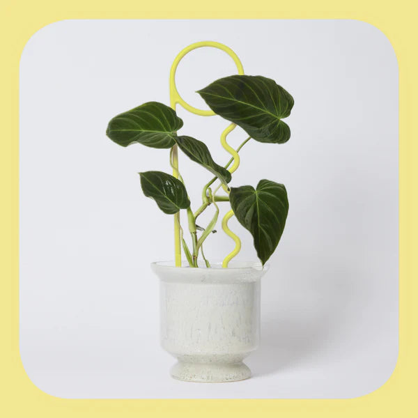 Recycled Plastic Plant Pin - Butter